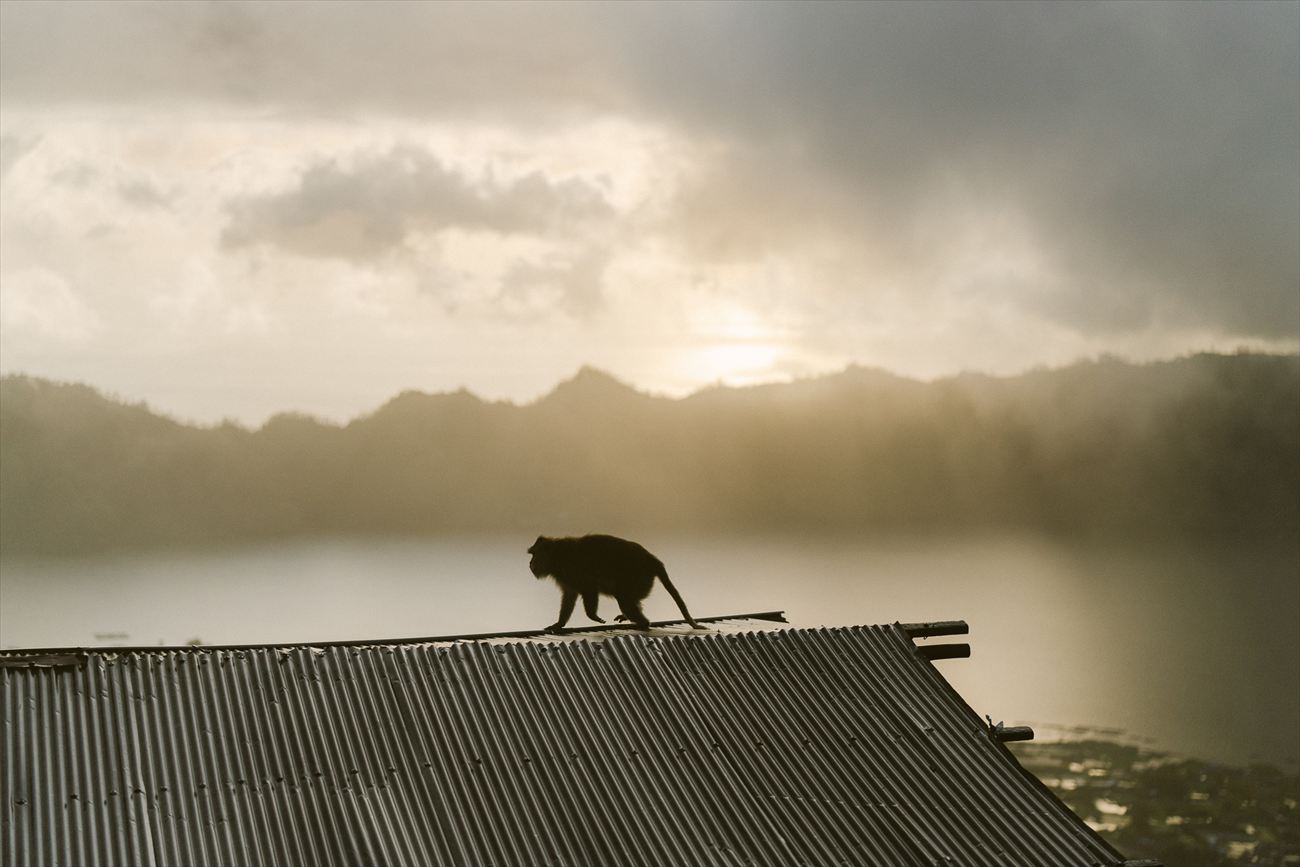 A monkey on a roof ridge against the dawn sky