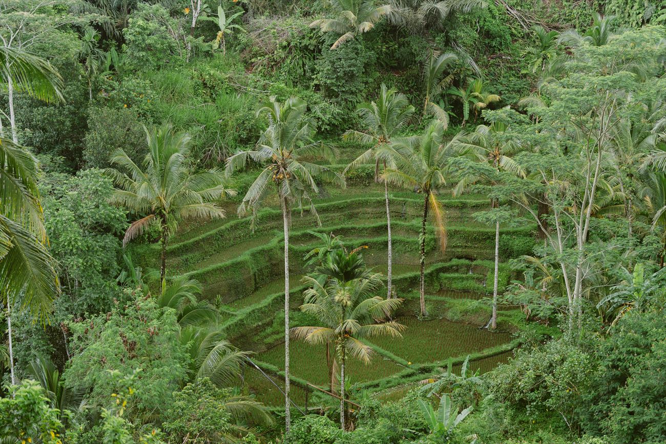 Rice terraces and palms falling away into the Balinese hills