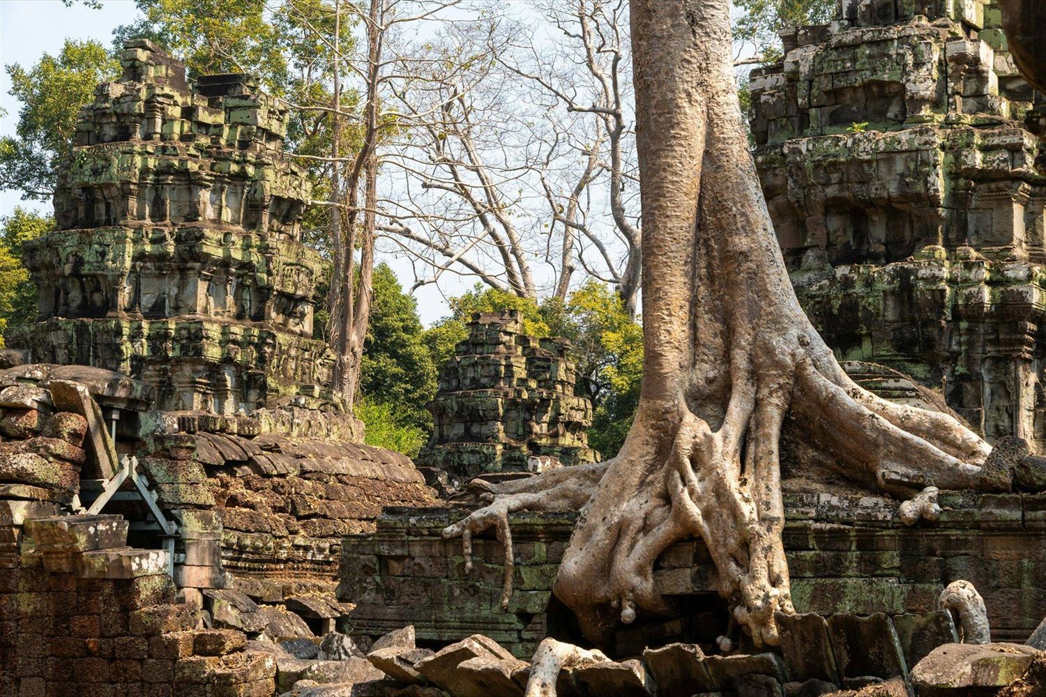 Tree roots over the ruins of a Khmer temple in the jungle