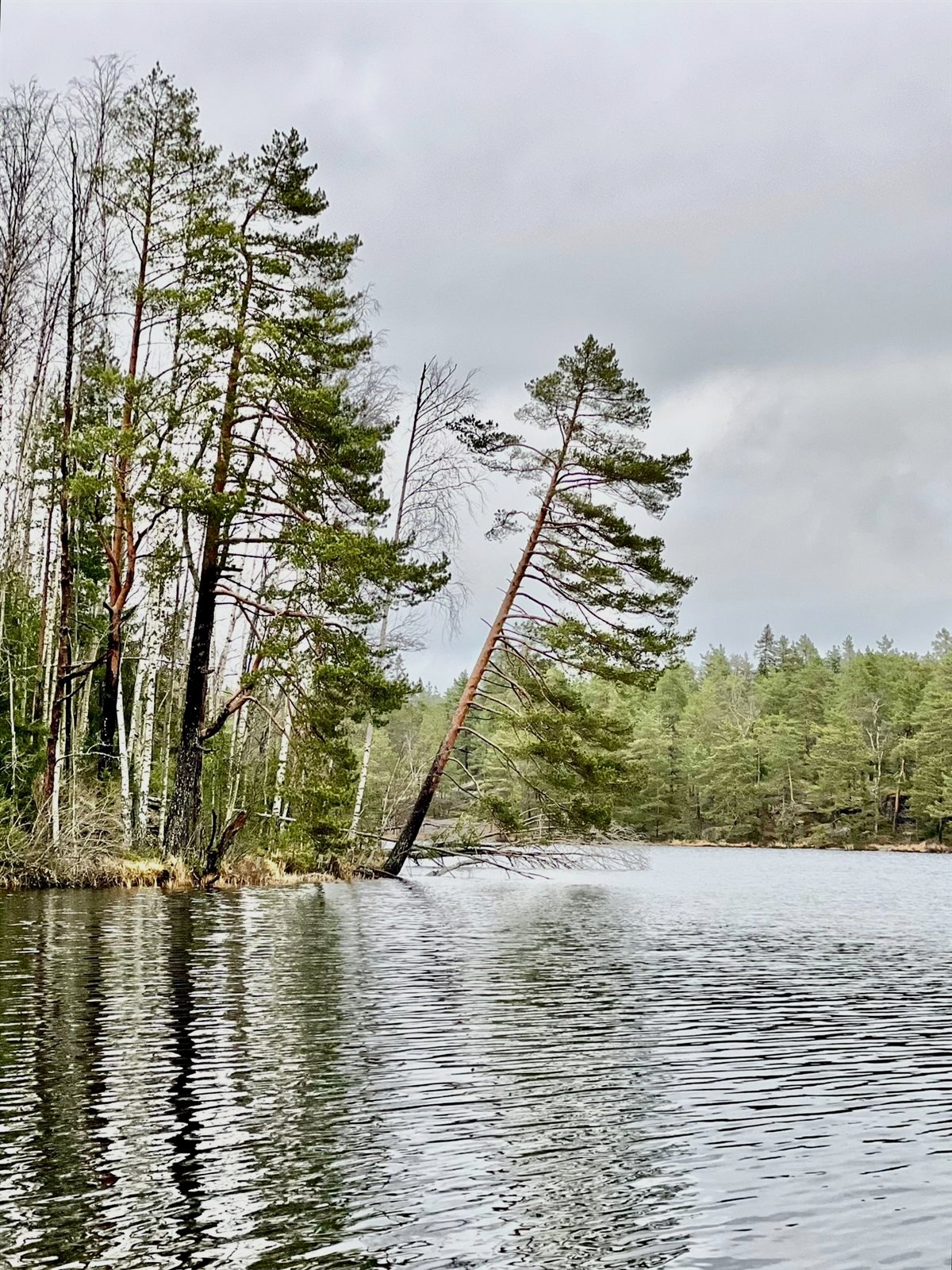 Pines leaning over still water in a Finnish forest