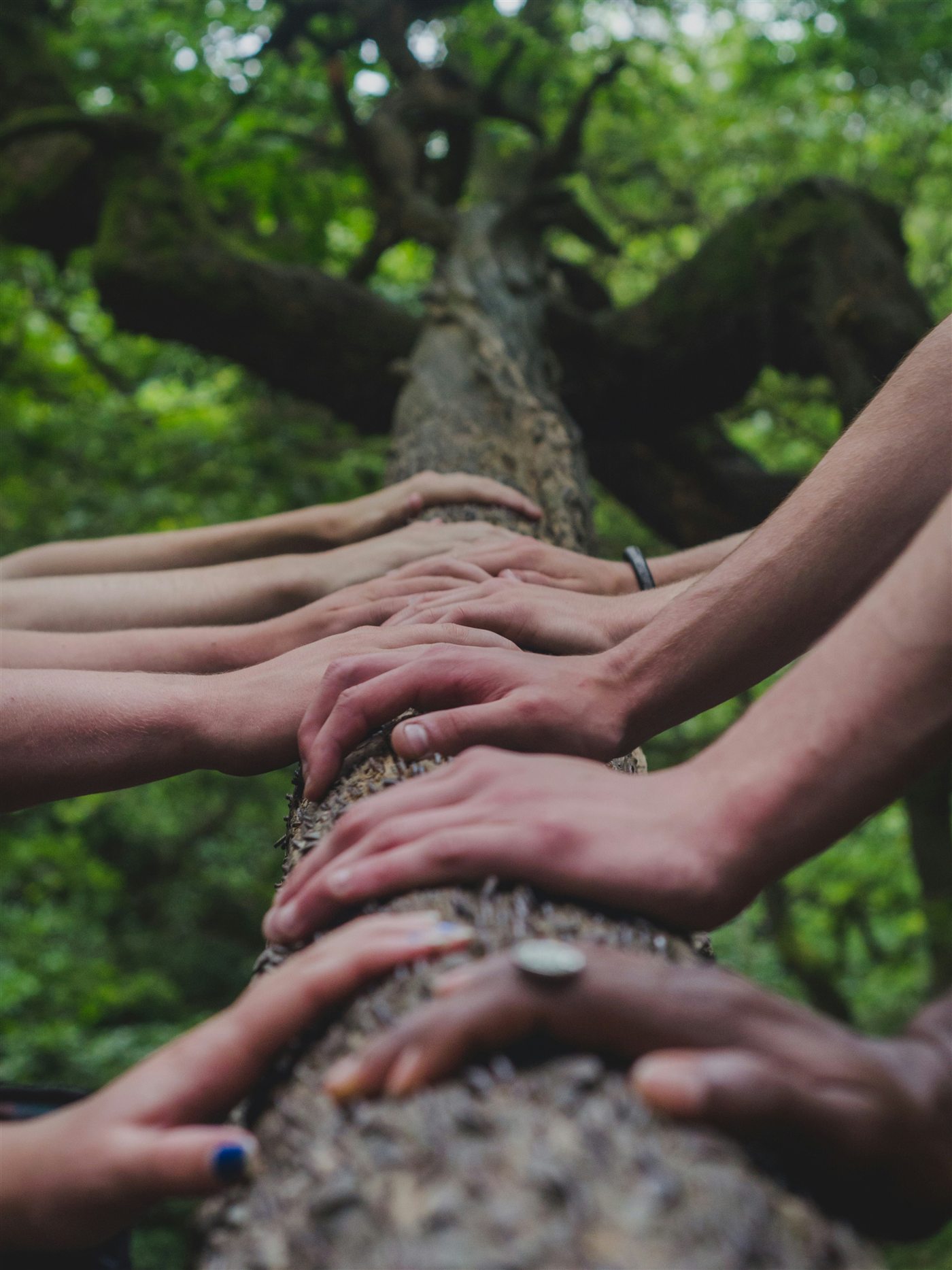 Many hands resting together on the trunk of an old tree in woodland