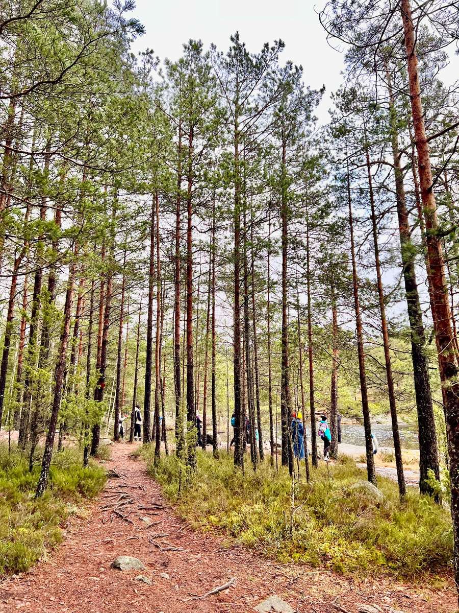 Pine forest and the lakeside trail in Meiko national park